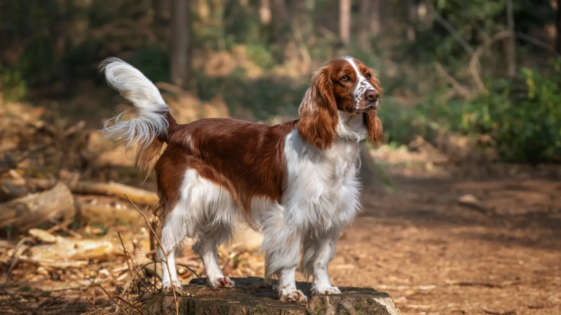 Spaniel (Welsh Springer)